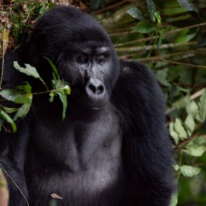 3 Days Fly-in Uganda Gorilla Safari (Kihihi Airstrip / Kisoro Airstrip)