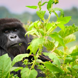Sky to Jungle: 5-Day Luxury Gorilla Habituation Safari in Uganda